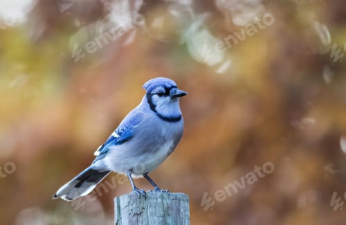 Preview: Closeup shot of a cute jay on blurred background