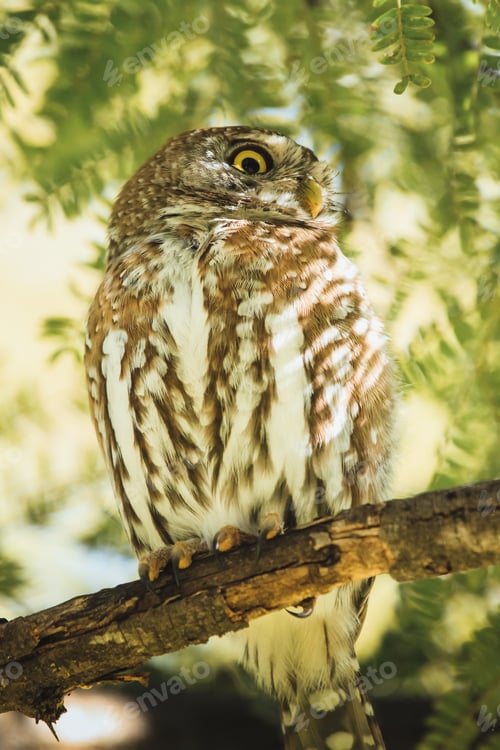Preview: Owl in the Kruger National safari park in South Africa