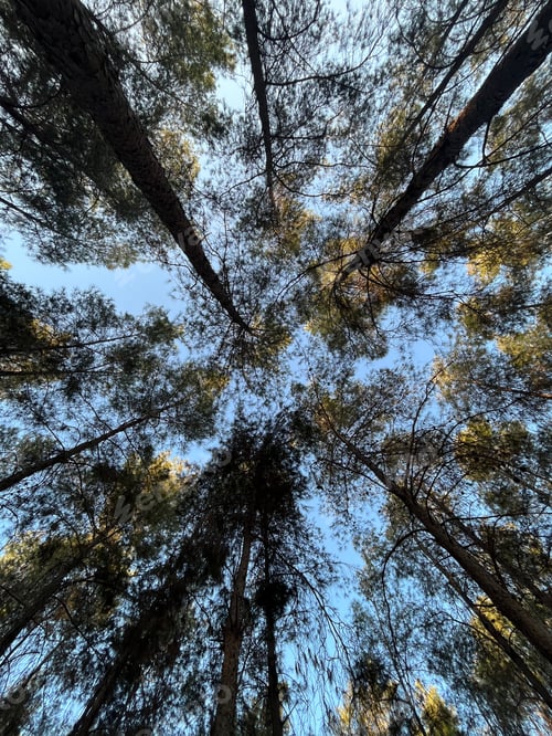 Preview: Forest