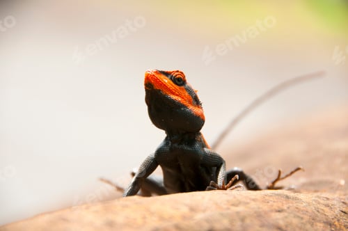 Preview: Agama lizard in the forest