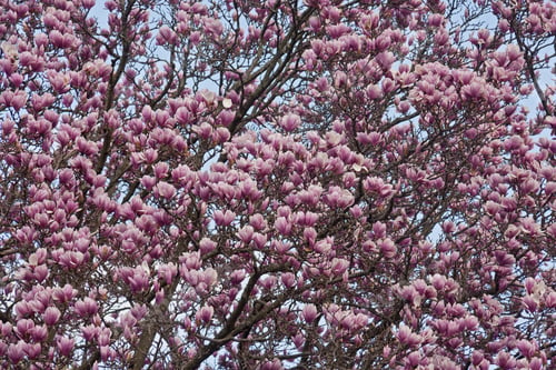 Preview: Saucer Magnolia (Magnolia X Soulangeana). Hybrid Between Magnolia Denudata And Magnolia Liliiflora