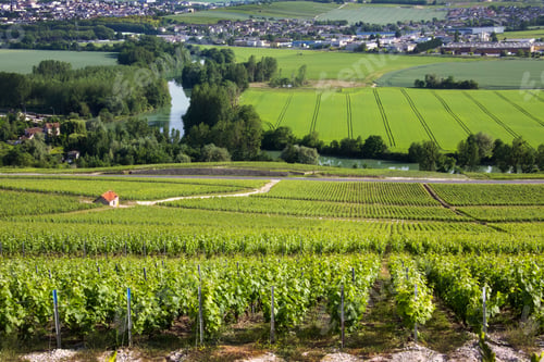 Preview: Vineyards and the River Marne at Hautvillers - France
