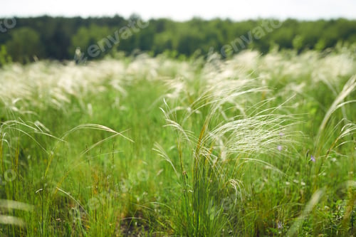 Preview: Stipa Grass On Meadow