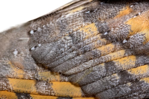 Preview: Close-up on the feathers of a nocturnal bird of prey, Barn Owl,