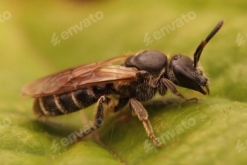 Preview: Closeup on a female Fringed furrow bee, Lasioglossum sexstrigatum sitting on a green leaf