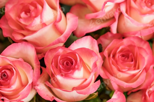 Preview: Garden roses, top view.