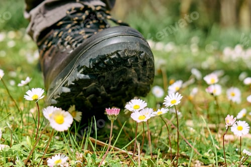 Preview: Human foot in mountain shoe tramples white daisies flowers on green field.