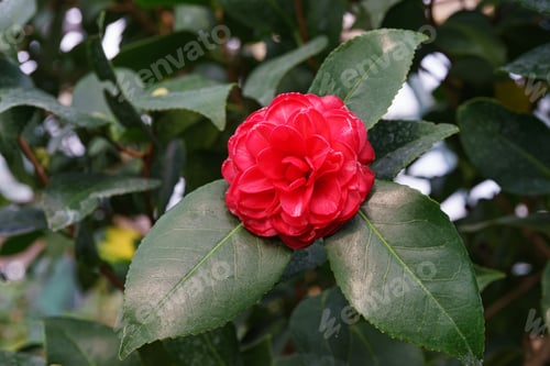 Preview: Blossom flower of red Camelia japonica, evergreen decorative plant in botanical garden or orangery