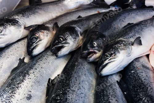 Preview: Fresh fishes in a market. seafood in market closeup background