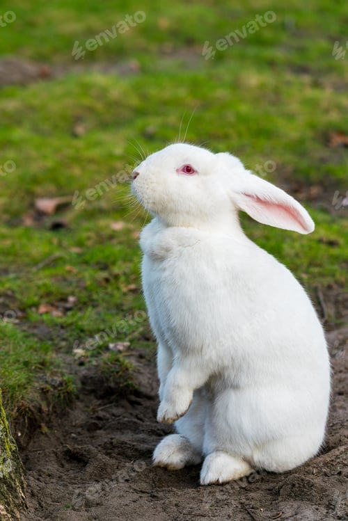 Preview: White rabbit. Rabbit On Grassy Field