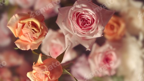Preview: Plenty soft color roses ,Template for fabrics, textiles, paper and floral botanical wallpaper.