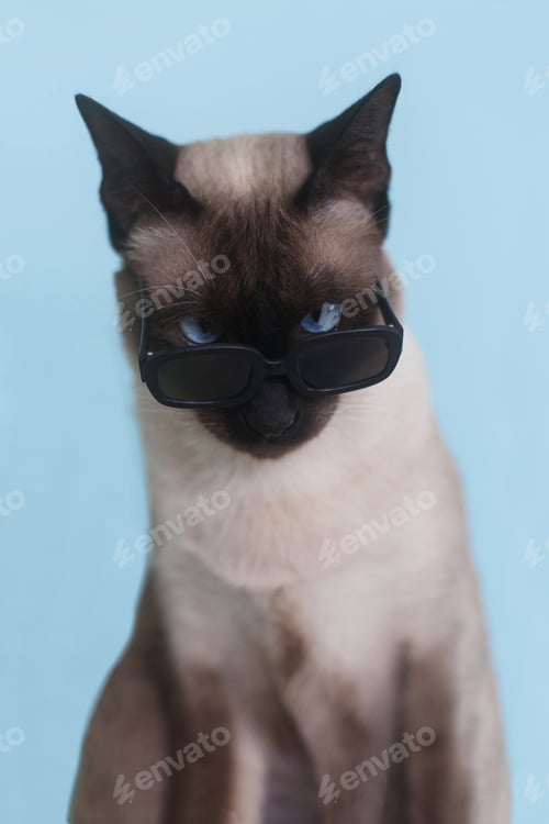 Preview: Siamese Cat Wearing Glasses on Blue Background