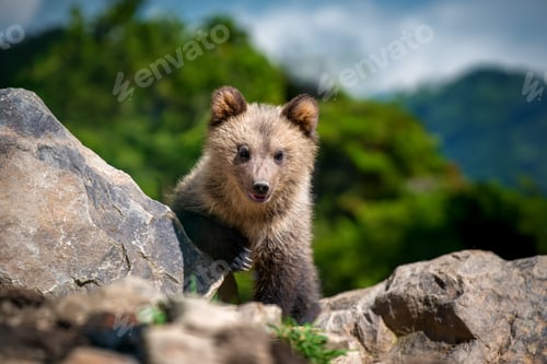 Preview: Brown bear cub walking across rocky hillside