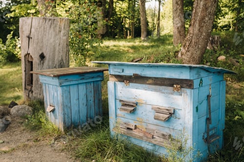 Preview: An old wooden alley stands in the forest. Bee houses are located on the green grass