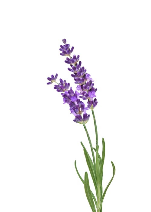 Preview: Two purple lavender flower stems with leaves isolated cutout