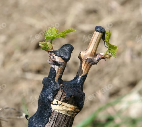 Preview: Grafted vine budding showing new growth in spring