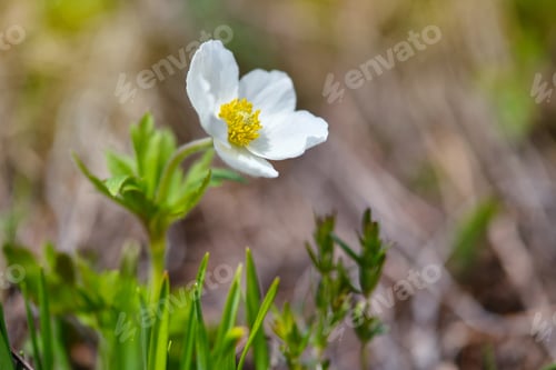 Preview: Anemone sylvestris (Snowdrop anemone) in the sunlight