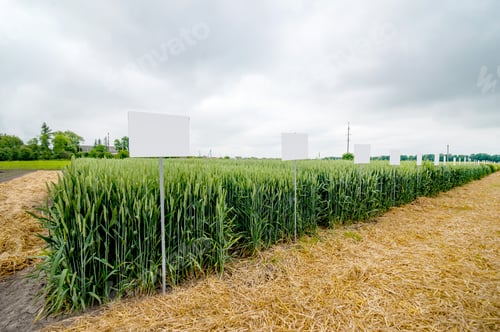 Preview: demo plots of cereals with pointers flags, new varieties in winter wheat