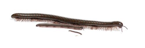 Preview: Ghana speckled leg millipede, Telodeinopus autii, of different stages