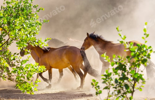 Preview: Running horse