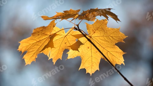 Preview: Yellow maple tree leaves on branch