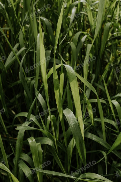 Green grass
