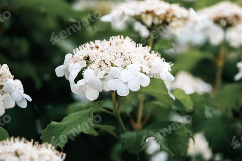 Preview: Viburnum opulus, European highbush cranberry, Guelder Rose white flowers blossom closeup