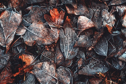 Preview: Frozen autumn leaves on the ground in frosty winter morning