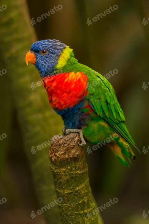Preview: Rainbow lorikeet perched on a twig in the forest.
