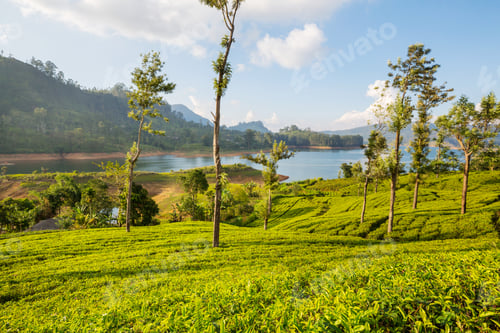 Preview: Tea plantation
