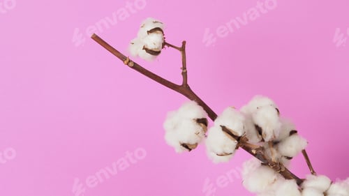 Preview: White Cotton branch on pink color background Flat lay Top view.