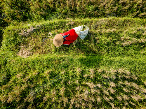Preview: Farmer working in the green fields viewed from above.