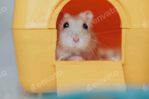 Preview: Cute Hamster Peeks Out From Yellow Plastic House