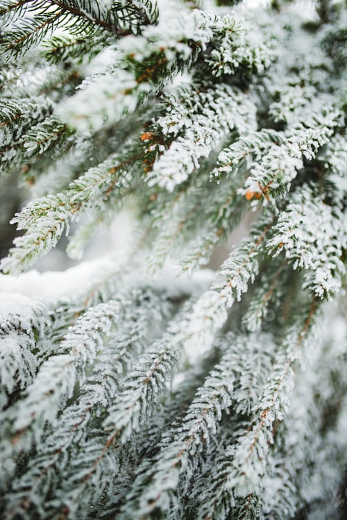 Preview: Close-up of green snow-covered frozen spruce