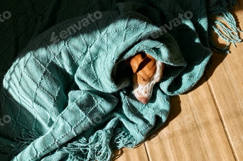 Preview: Jack russell terrier sleeping wrapped in a turquoise knitted plaid on the parquet floor in sunny day