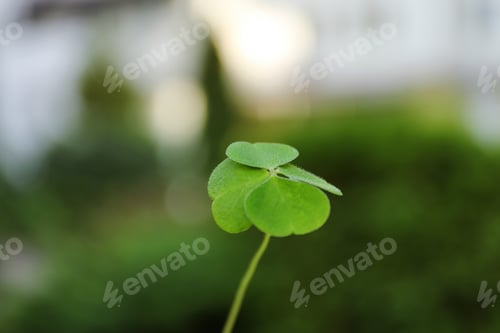 Preview: Beautiful green four leaf clover outdoors, closeup. Symbol of luck