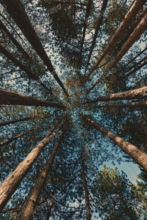 Preview: Low angle view of tall black pine (Pinus nigra) trees in forest