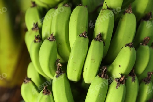 Preview: Unripe bananas growing on tree outdoors, closeup view