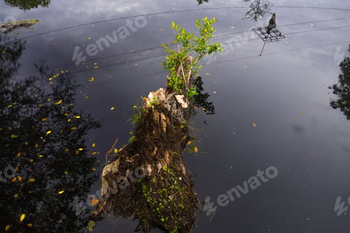 Preview: the beauty of Indonesia with mangrove forests and beaches at sunset