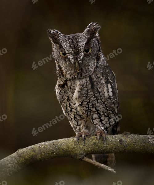 Preview: Eastern Screech Owl in Southern Florida