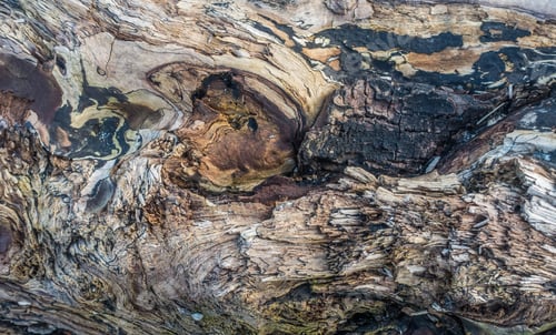 Preview: A Closeup Shot Of A Warped Driftwood Log.