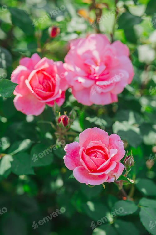 Preview: Beautiful pink roses blooming in a lush garden during daytime