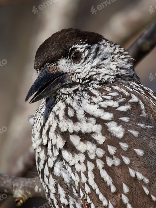 Preview: Eurasian nutcracker (Nucifraga caryocatactes)