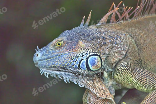 Preview: Head of a wild green iguana