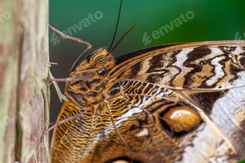 Preview: Macro shot of details on a brown owl butterfly