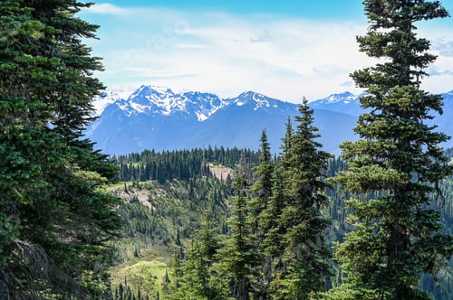 Preview: Scenic view of Hurricane Ridge in Olympic National Park, Washington, USA