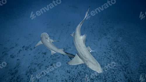 Preview: Underwater view of two Lemon Sharks, Jupiter, Florida, USA