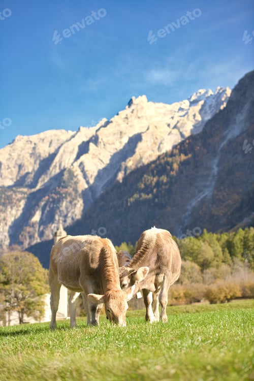 Preview: Cows grazing in Switzerland