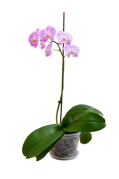 Preview: Beautiful potted pink orchid against white background