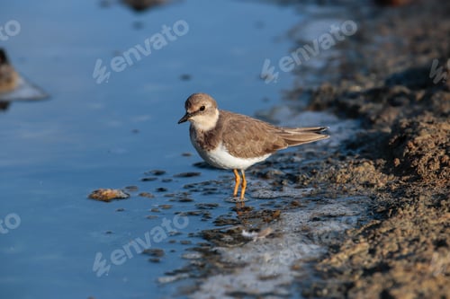 Preview: Foraging Common ringed plover, Charadius hiaticula , Malta, Mediterranean